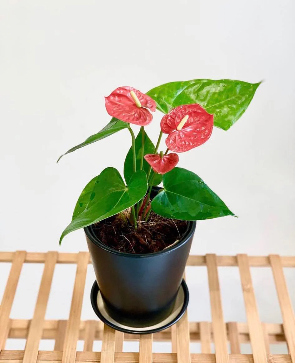 Anthurium (Red)