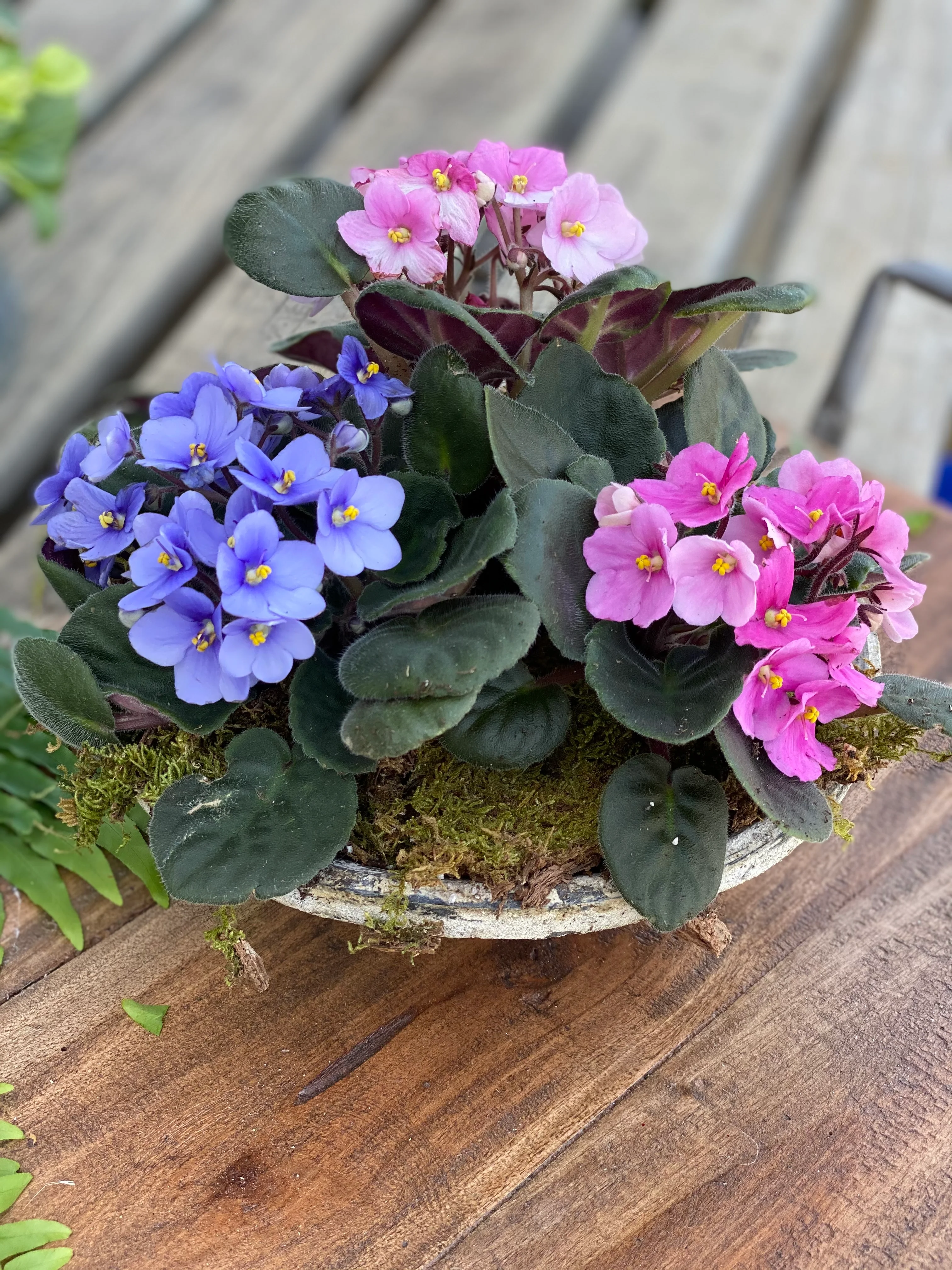 African Violet
