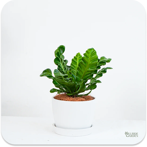 Bird's Nest Fern
