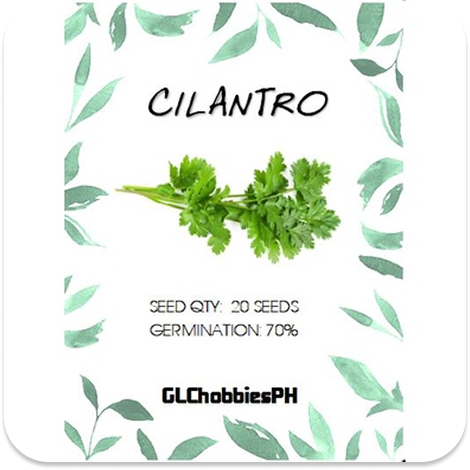 Cilantro Seeds