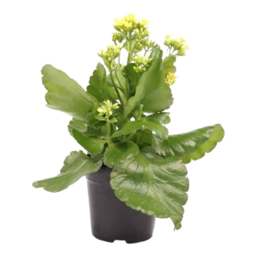 Kalanchoe