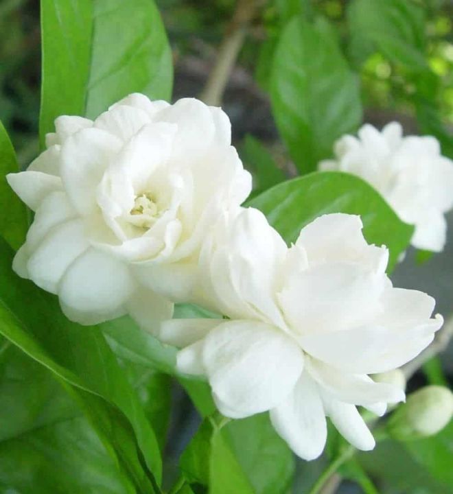 Jasmine (Sampaguita)