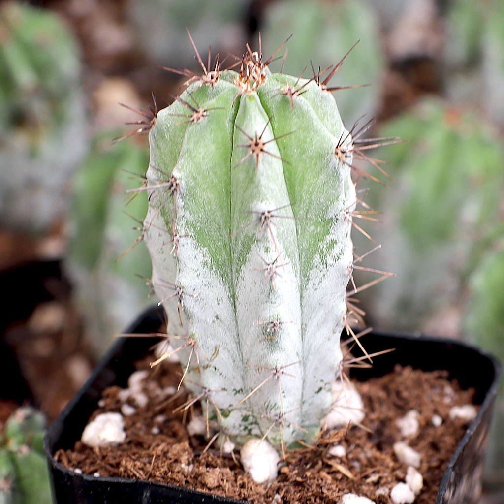 Peruvian Apple Cactus