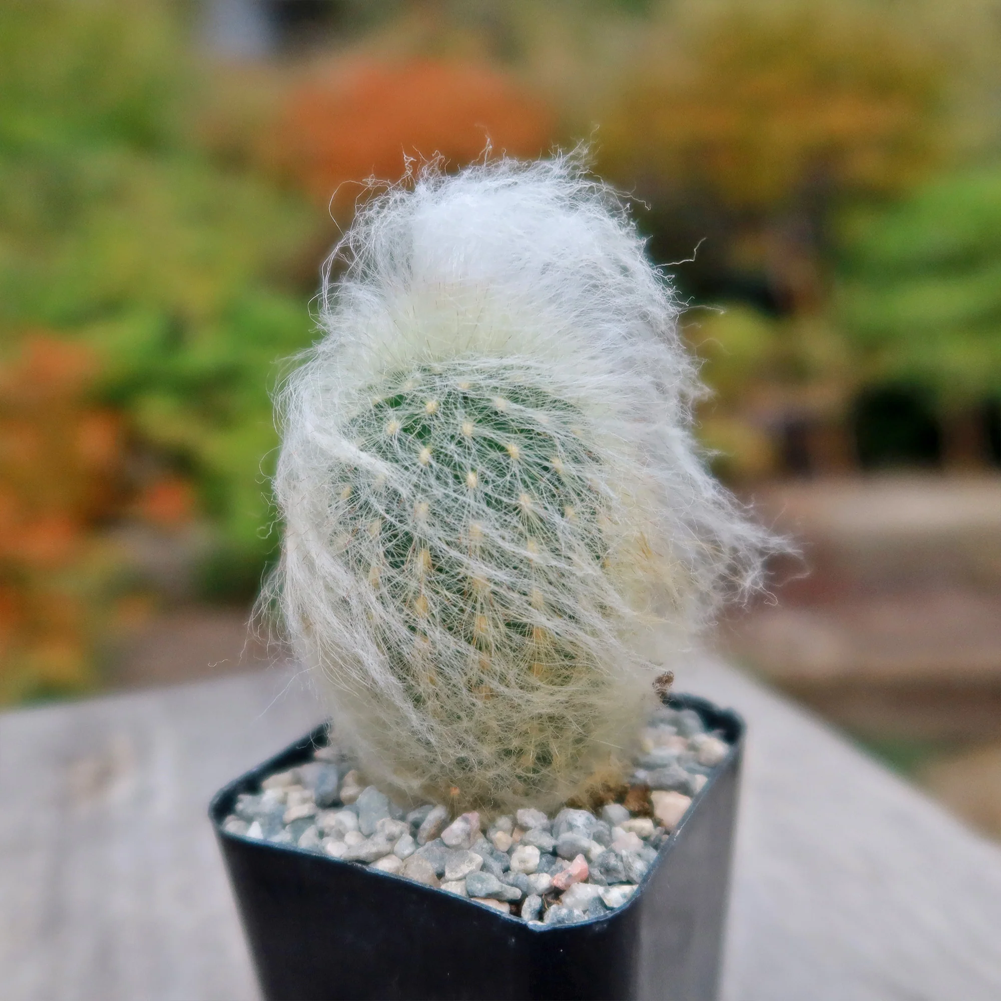 Old Man Cactus