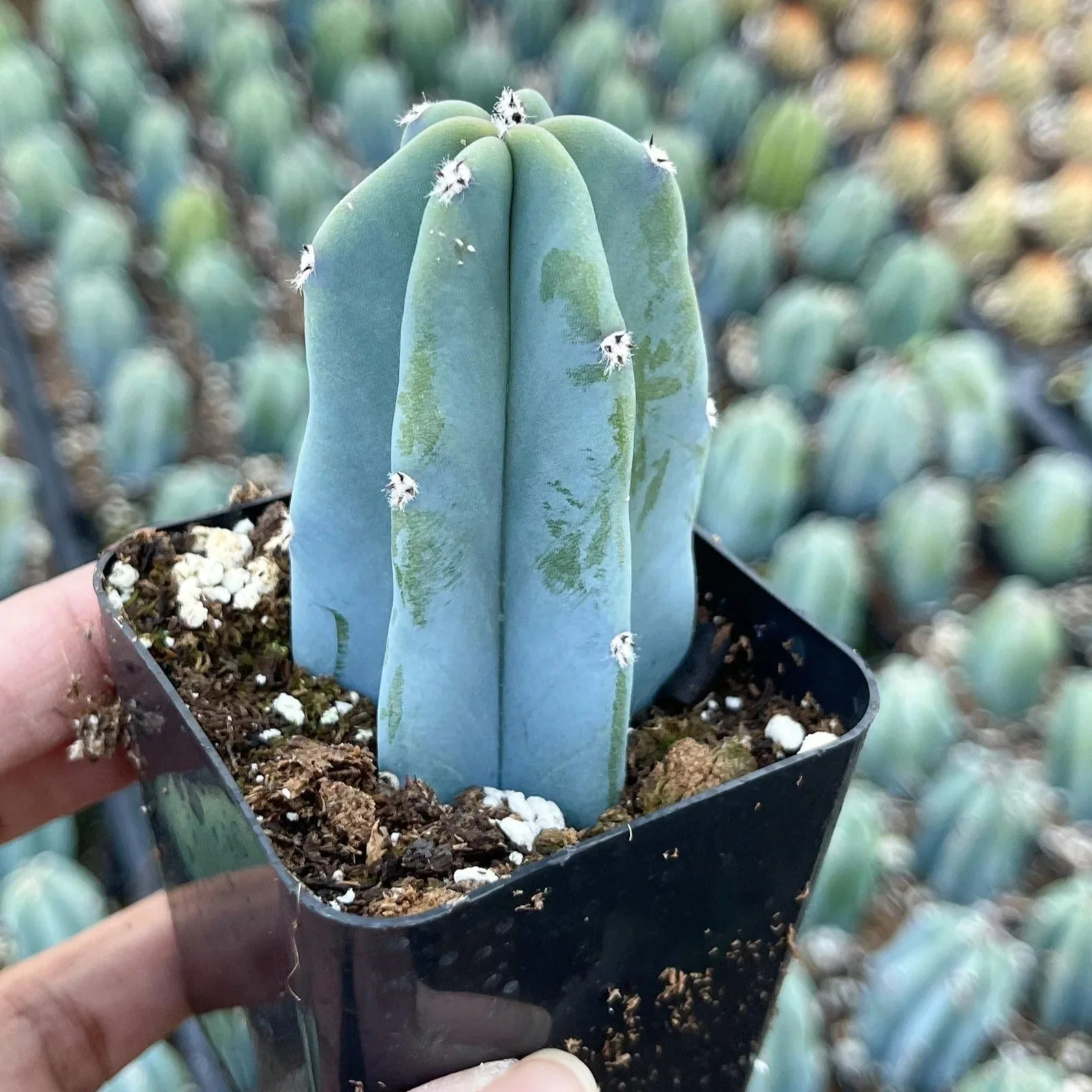 Blue Candle Cactus