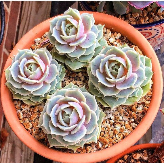 Echeveria Lola