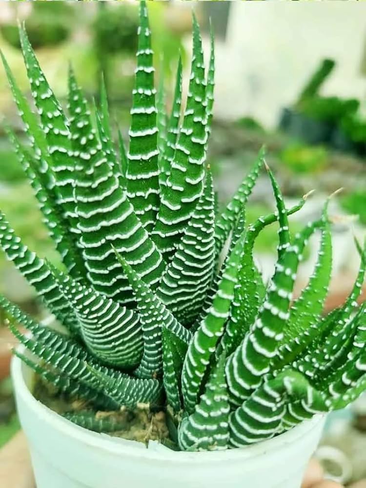 Haworthia Zebra