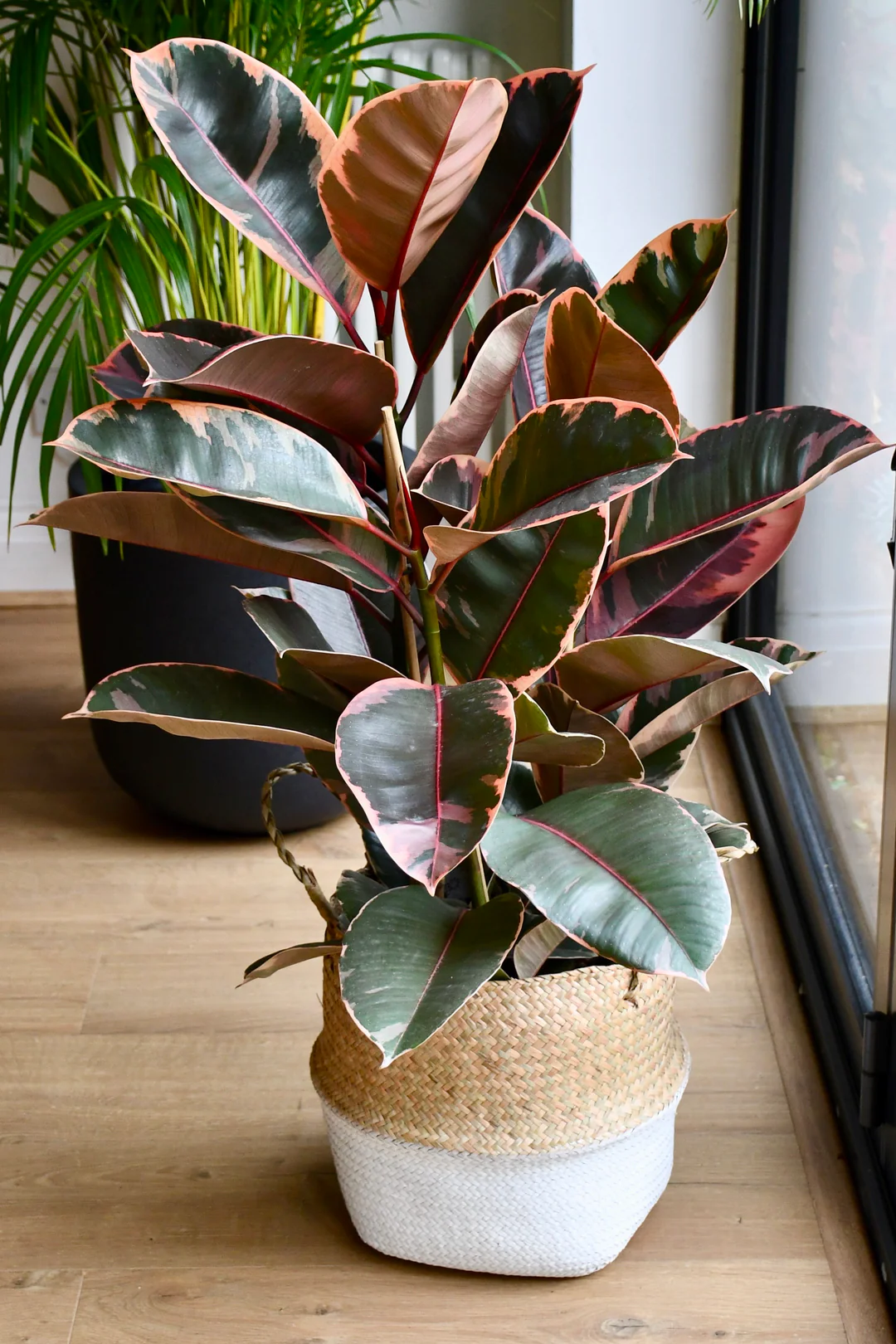 Variegated Rubber Tree