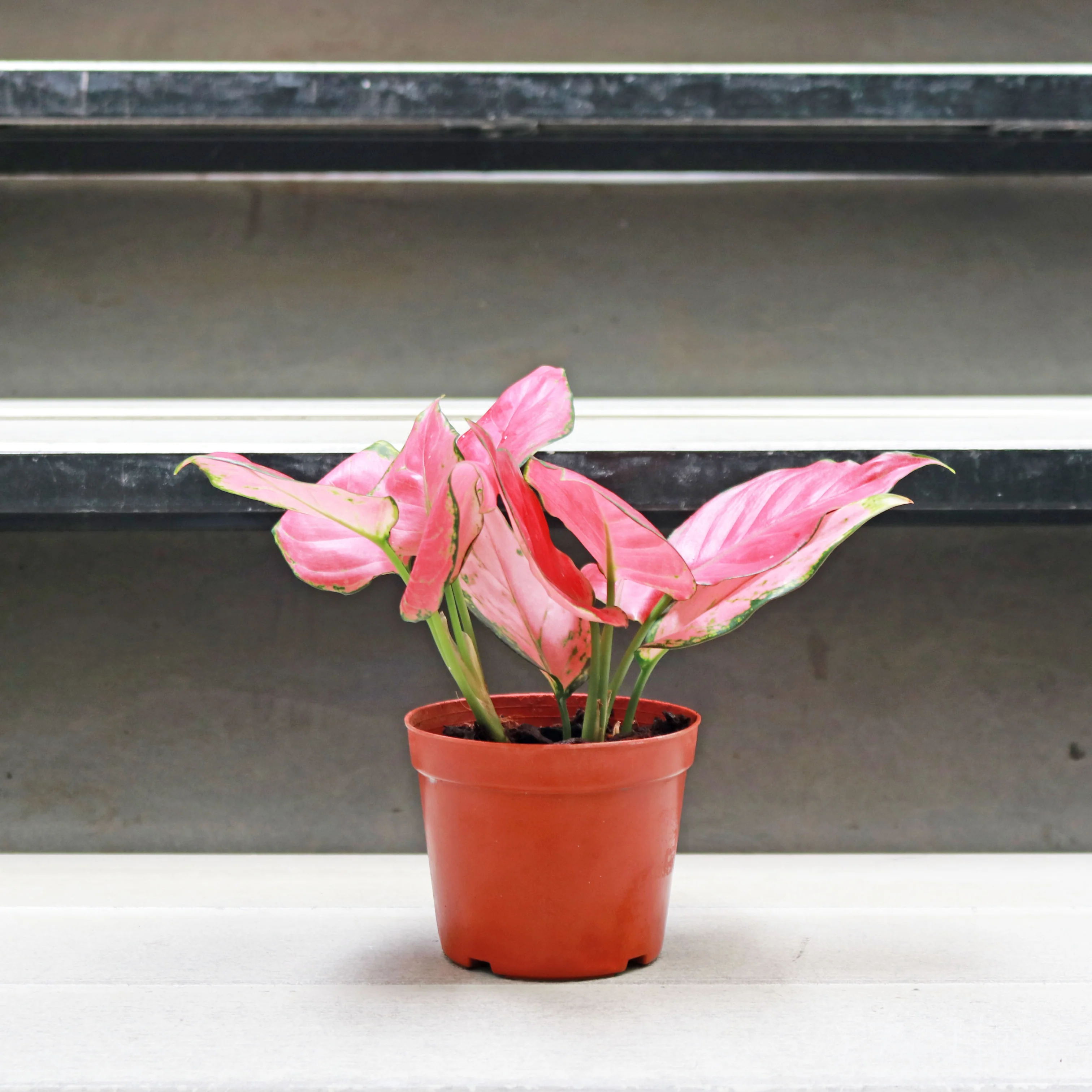 Aglaonema Pink Anyamanee