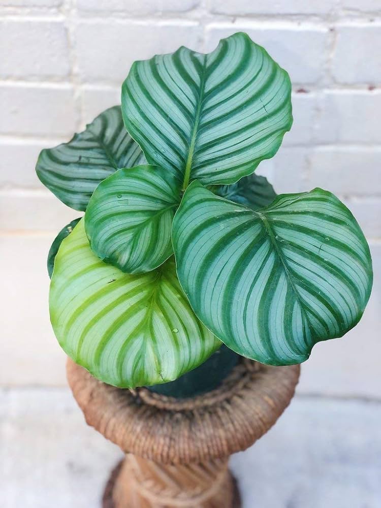 Calathea Orbifolia