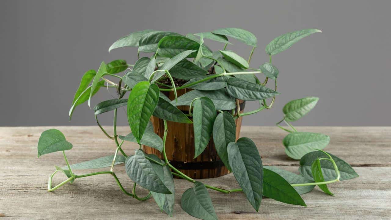 Cebu Blue Pothos