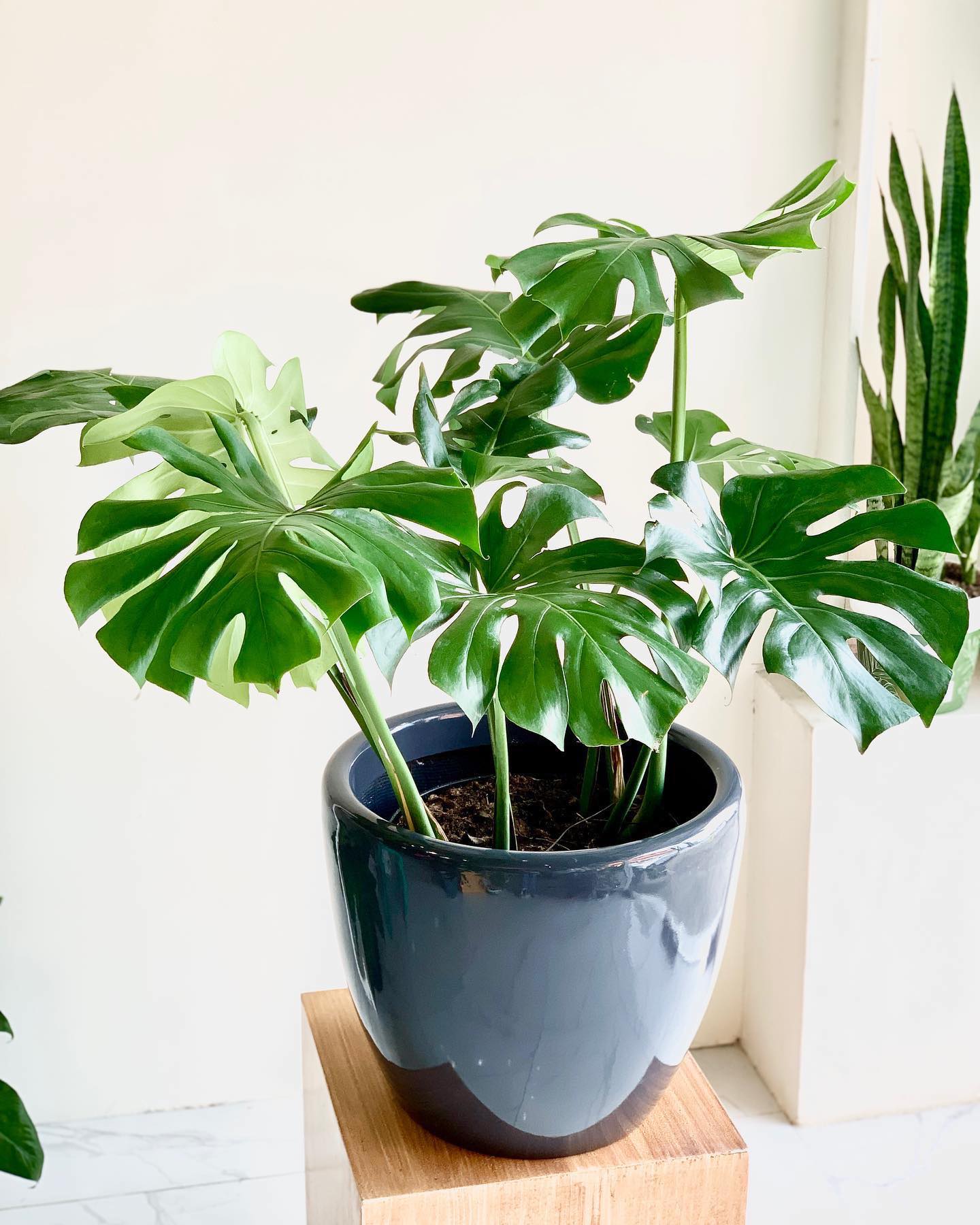 Monstera Deliciosa