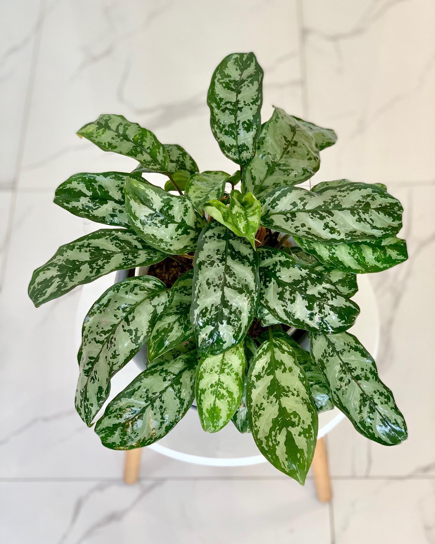 Chinese Evergreen