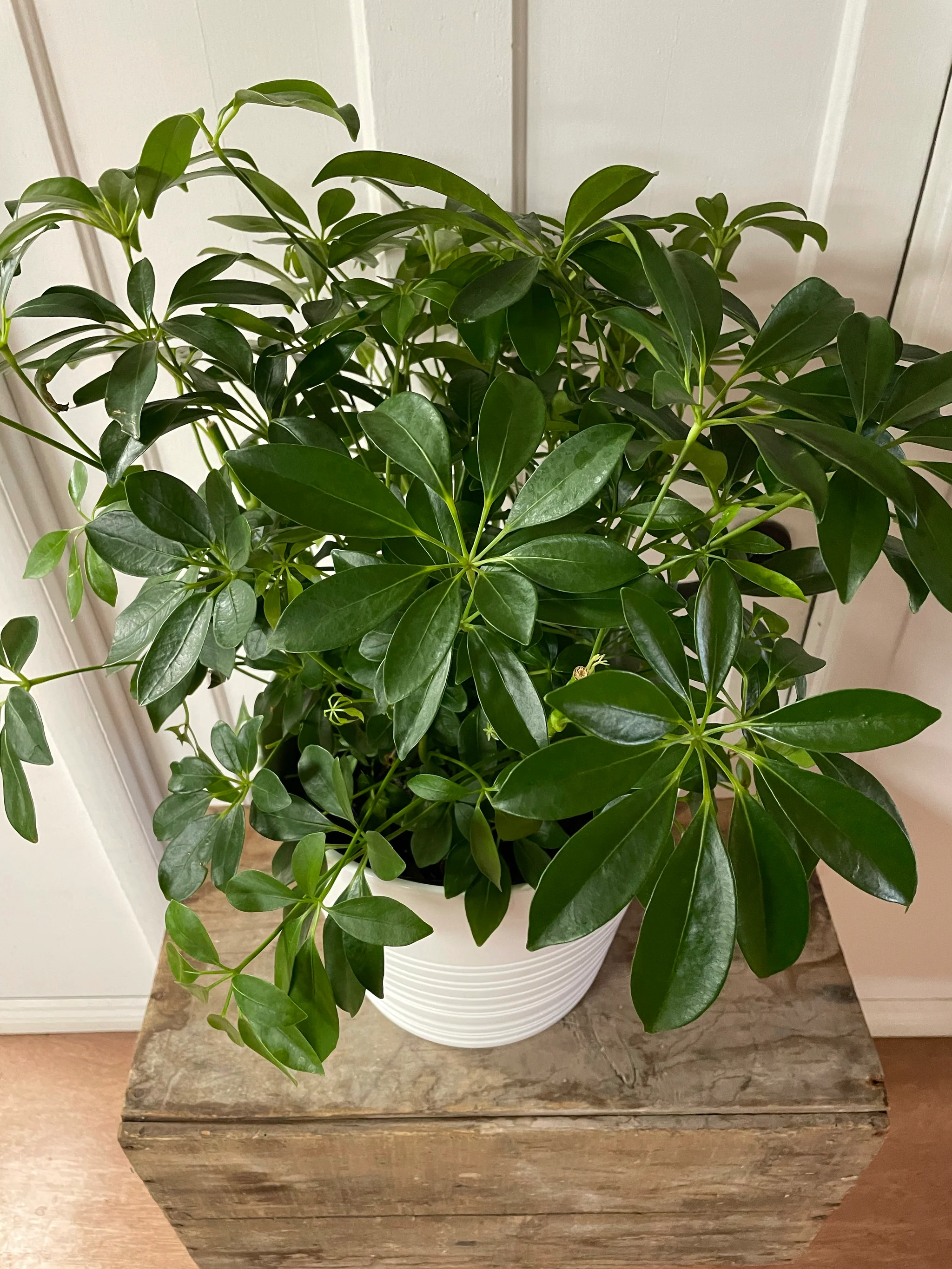 Schefflera (Umbrella Tree)