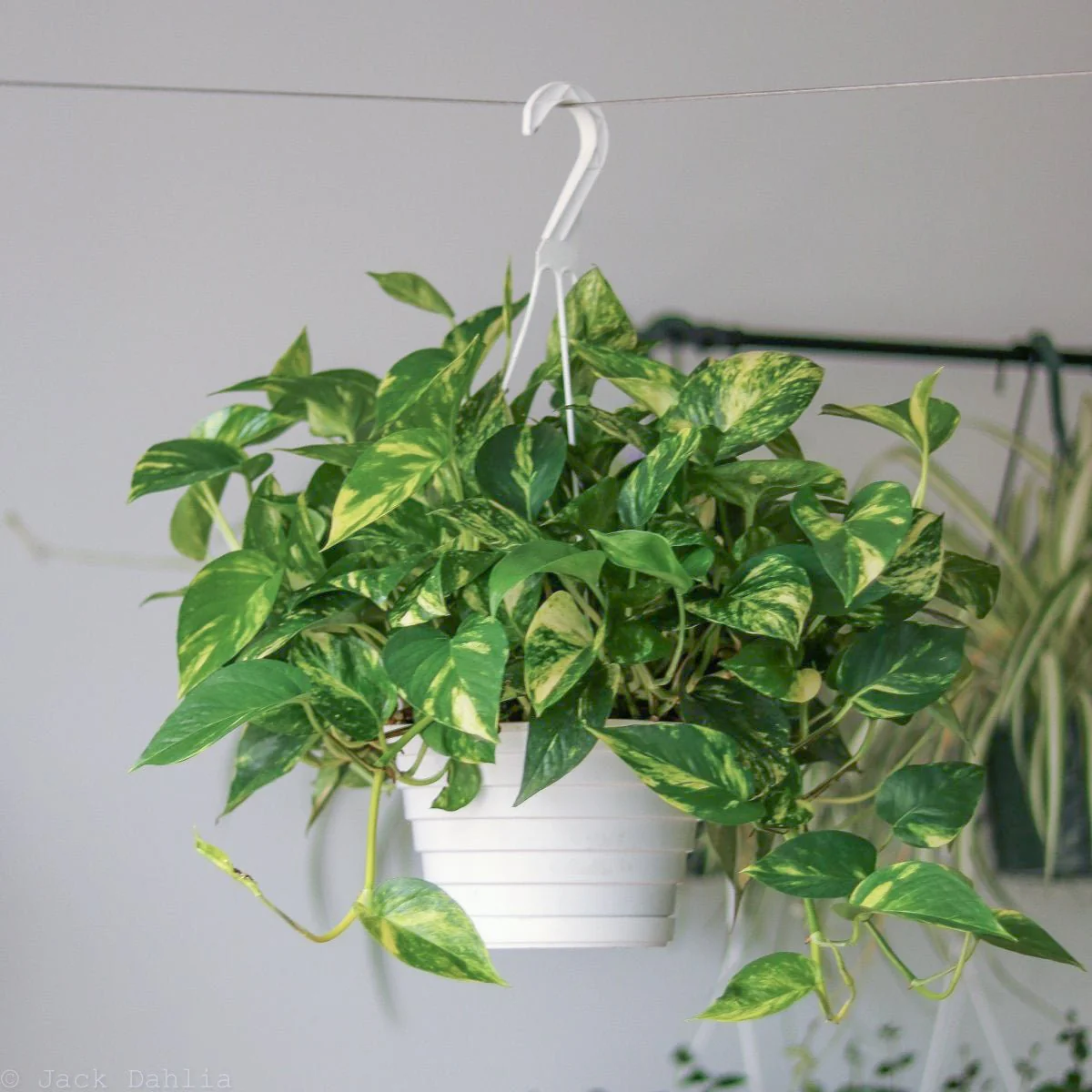Golden Pothos