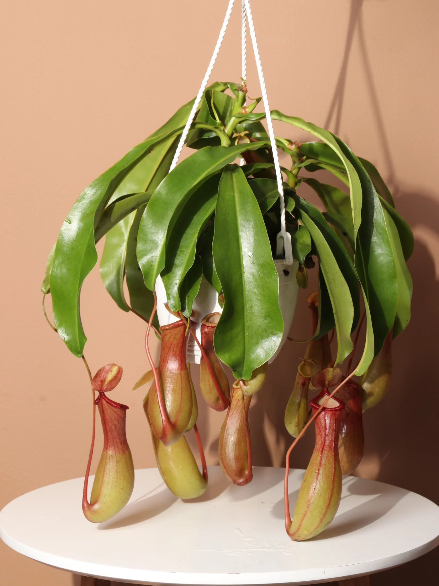 Pitcher Plant (Nepenthes)